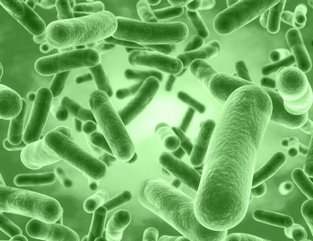 Probiotiques; Compléments alimentaires; Biovitaminaat.