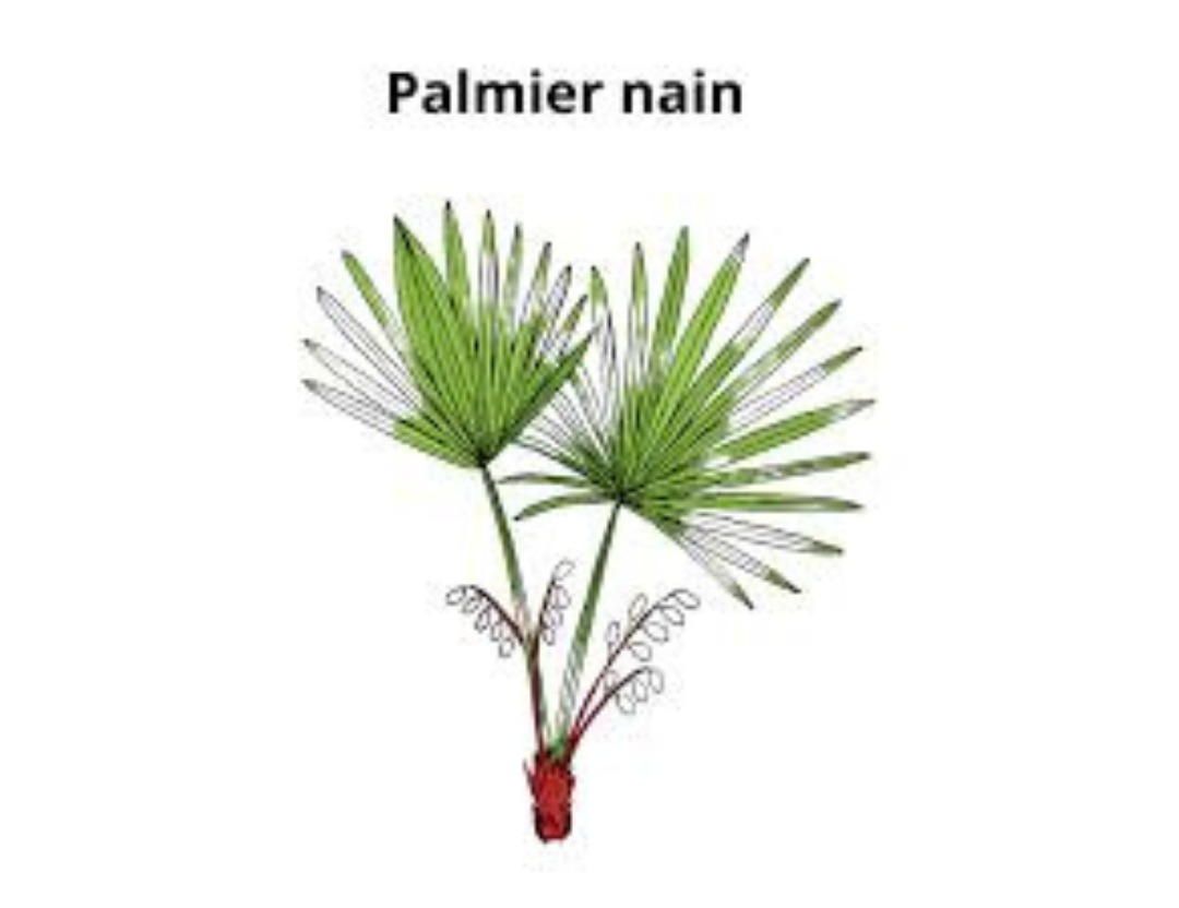 Plante Médicinale - Pour la Prostate; Compléments alimentaires; Biovitaminaat.